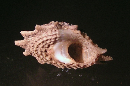  Astraea phoebia (Star Snail, Spiny Star Astraea Snail)